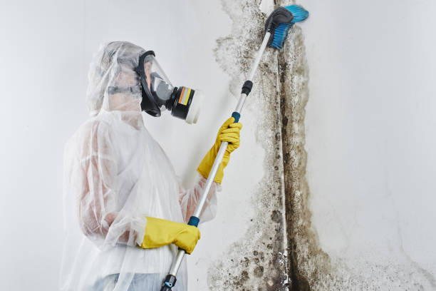 Home Mold Removal in Metairie, LA
