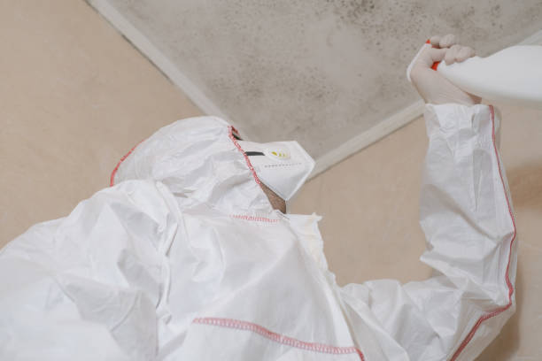 Best Professional Mold Removal  in Metairie, LA