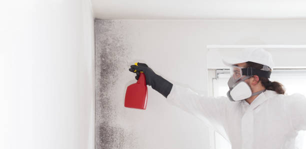 Best Attic Mold Removal  in Metairie, LA