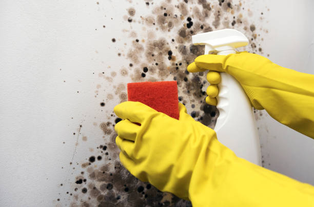 Professional Mold Removal in Metairie, LA