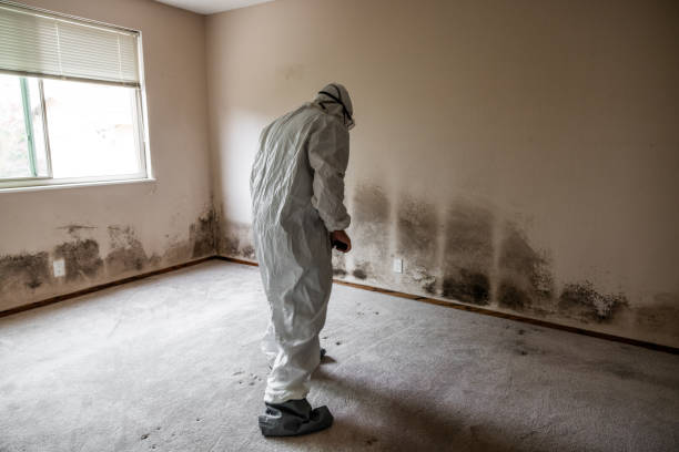 Best Residential Mold Removal  in Metairie, LA