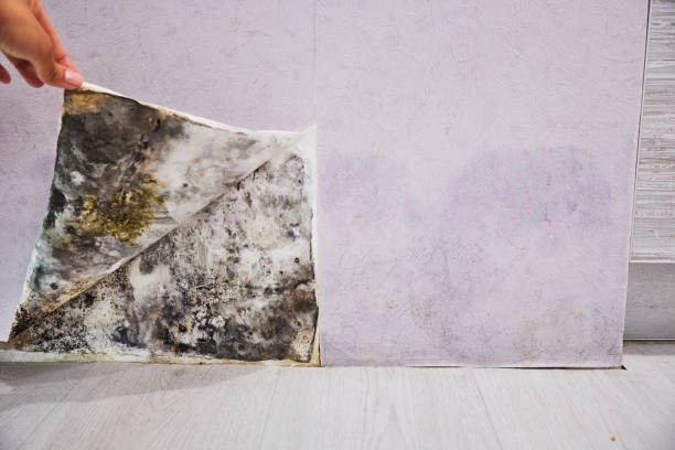 Best Mold Remediation  in Metairie, LA